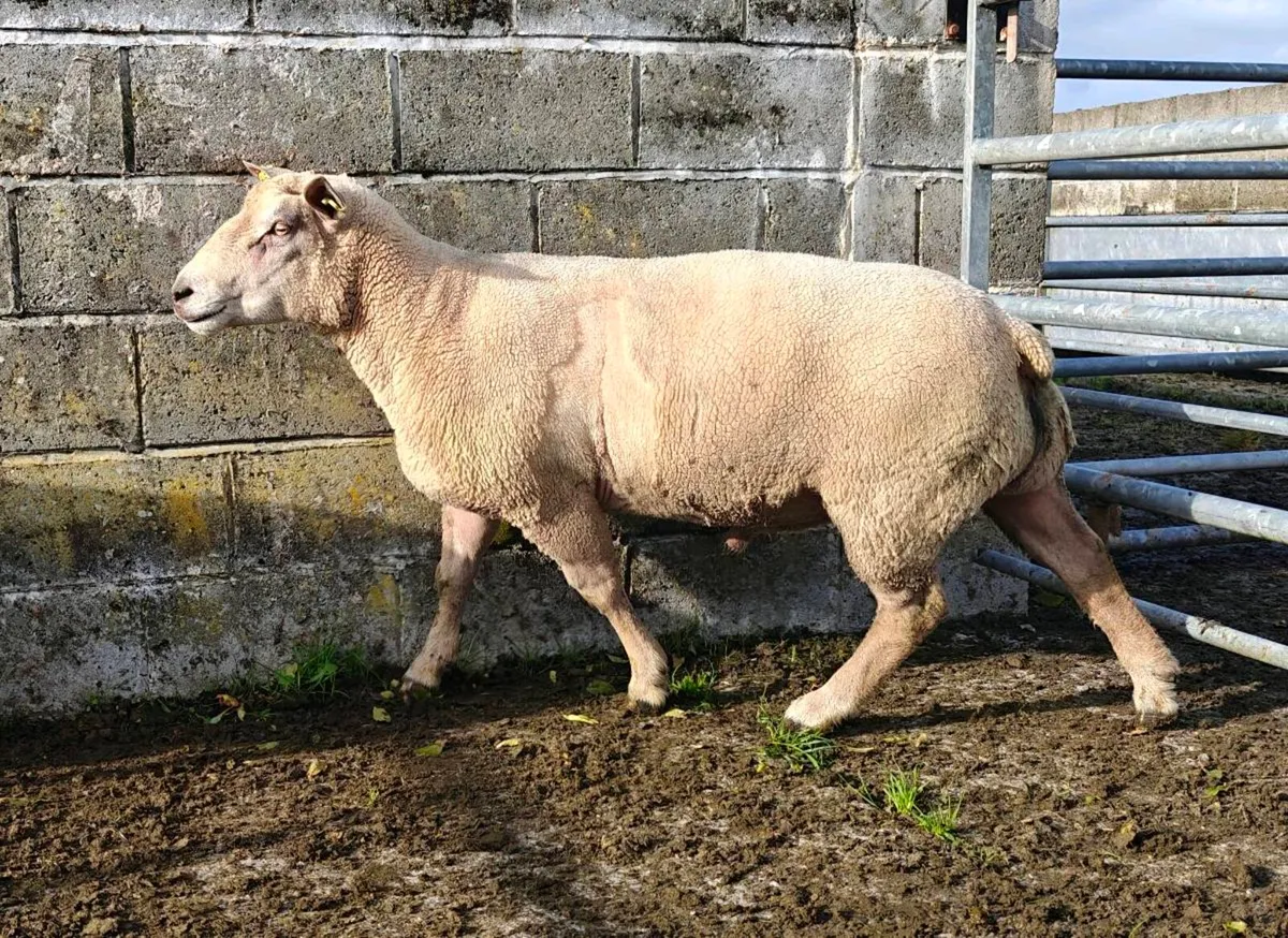 Charlaois rams - Image 3