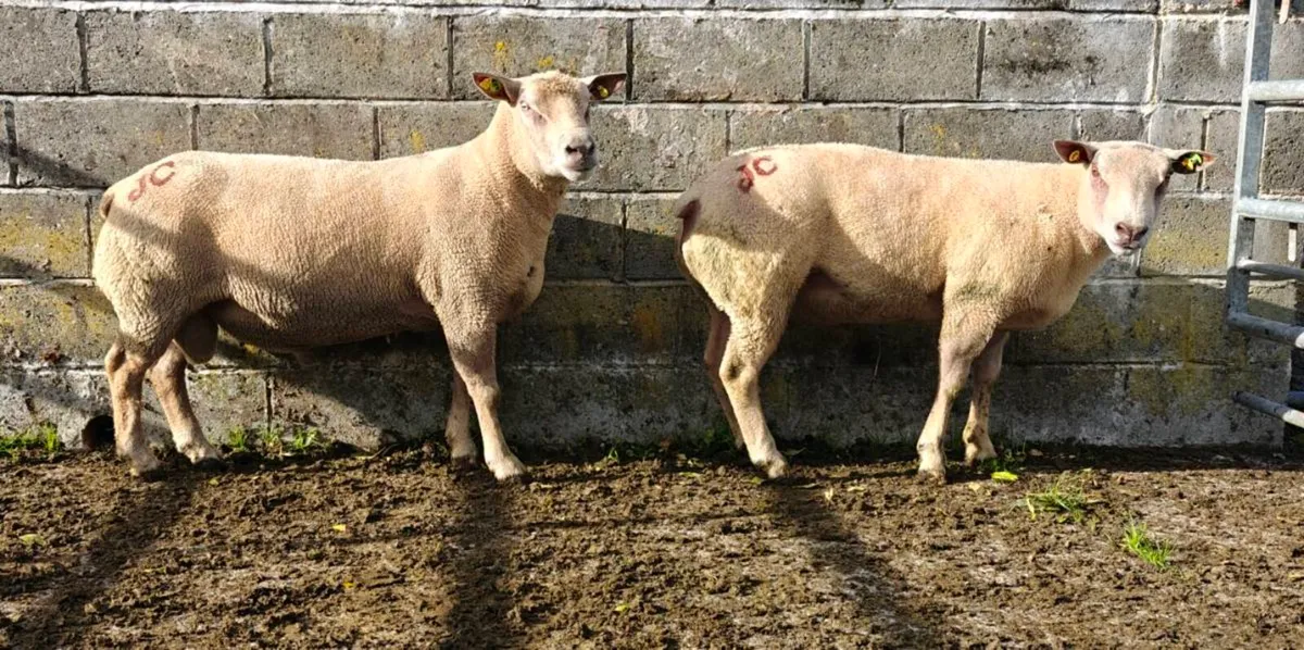 Charlaois rams - Image 1