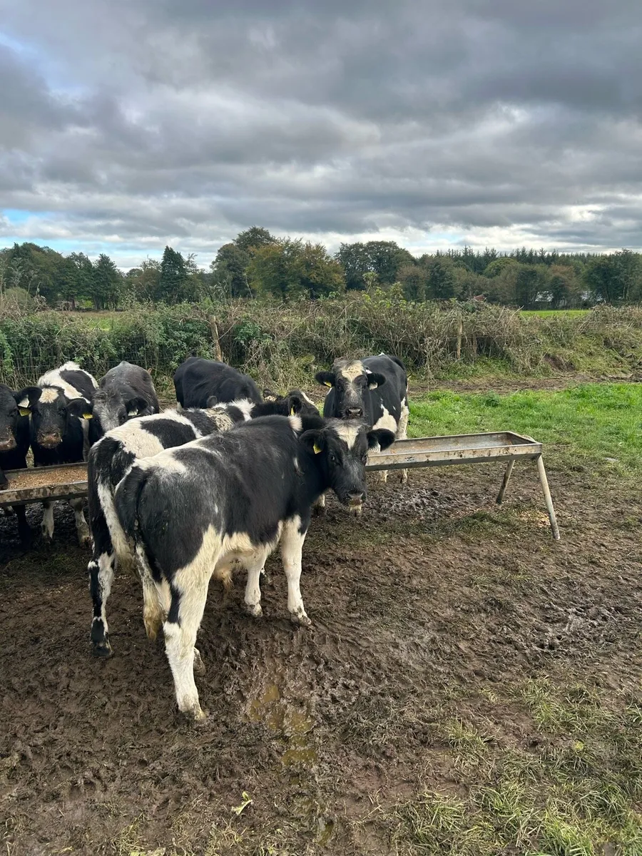 Blue Weanlings - Image 4