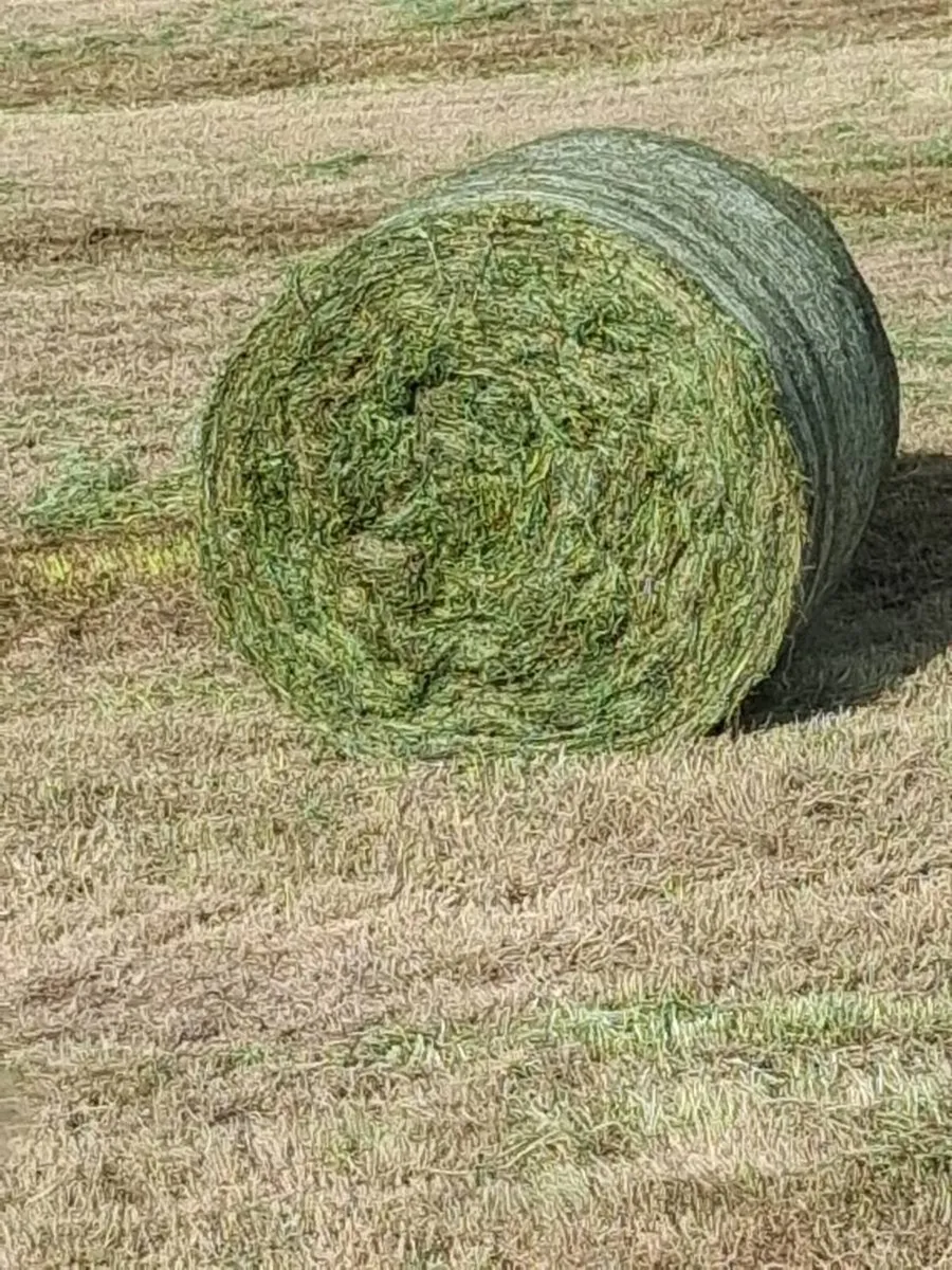 Silage Bales - Image 1