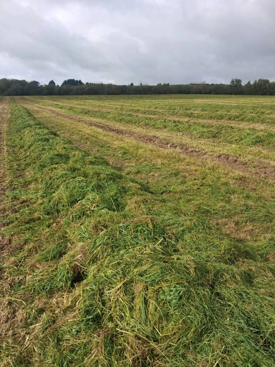 Silage Bales - Image 2