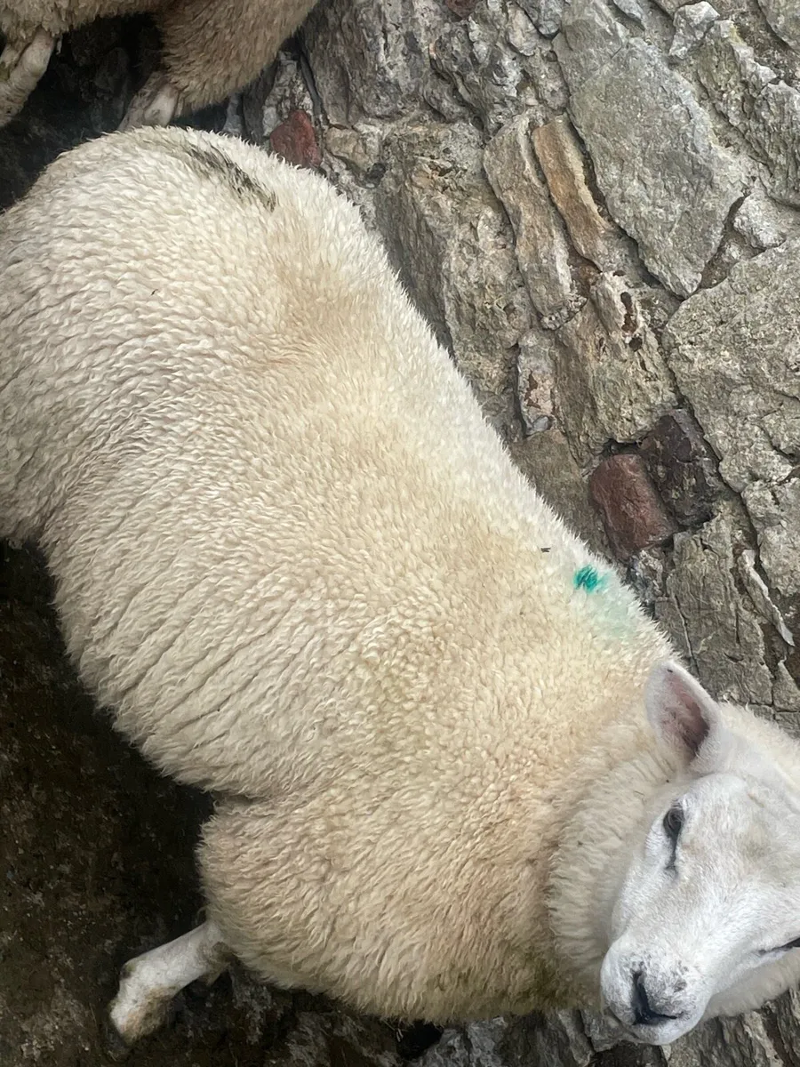 Breeding Ewe Lambs - Image 2