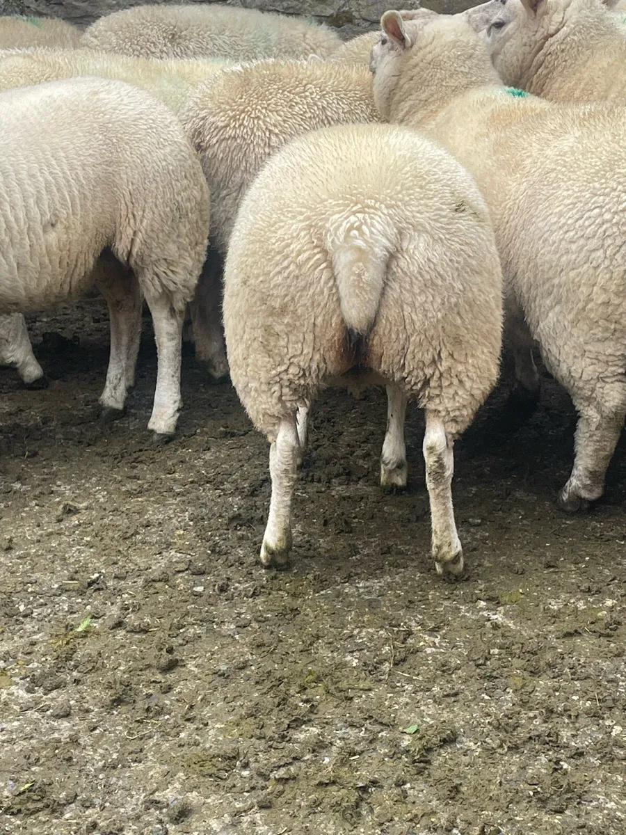 Breeding Ewe Lambs - Image 4