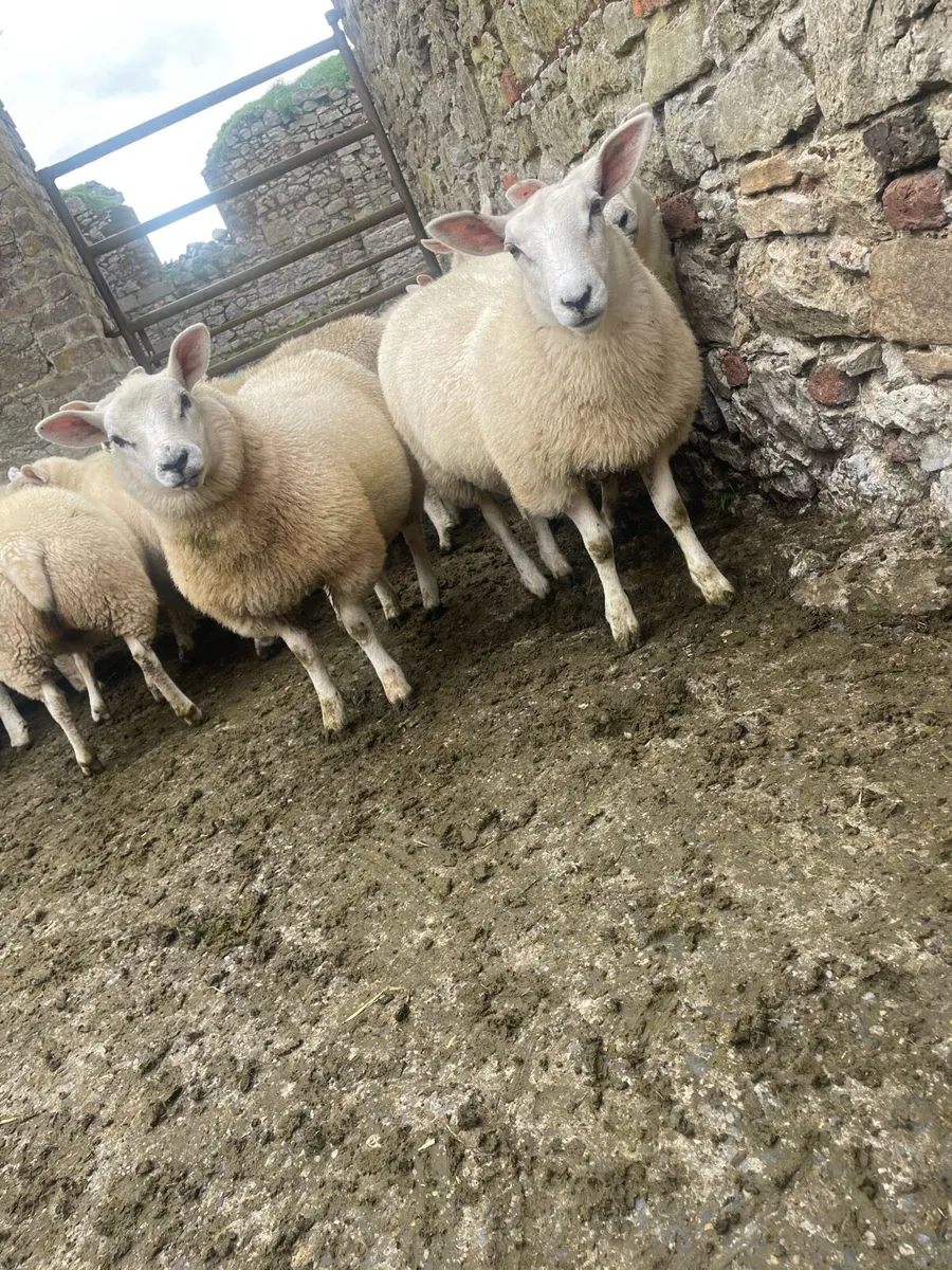 Breeding Ewe Lambs - Image 1