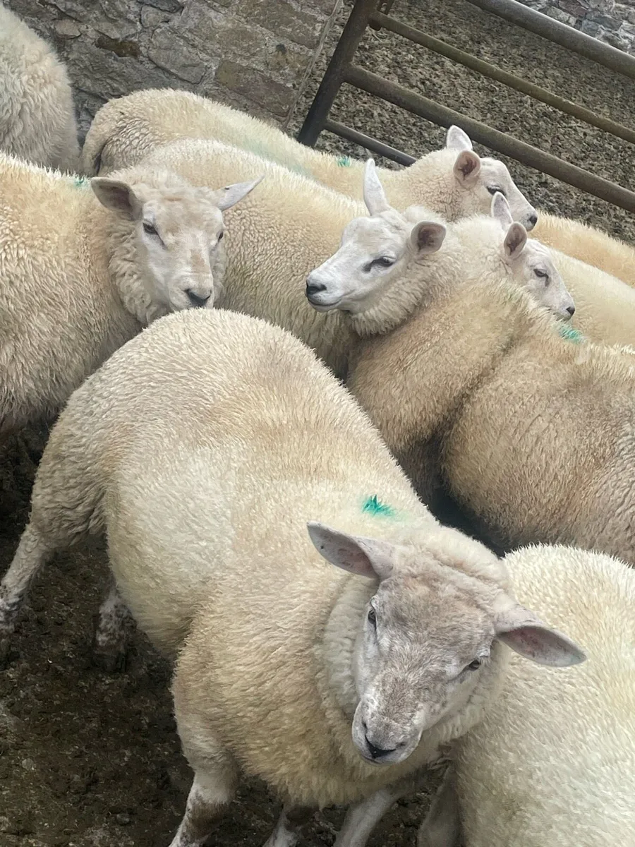Breeding Ewe Lambs - Image 3