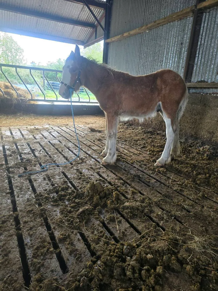 Super Clydesdale x cob colt foal for sale - Image 2