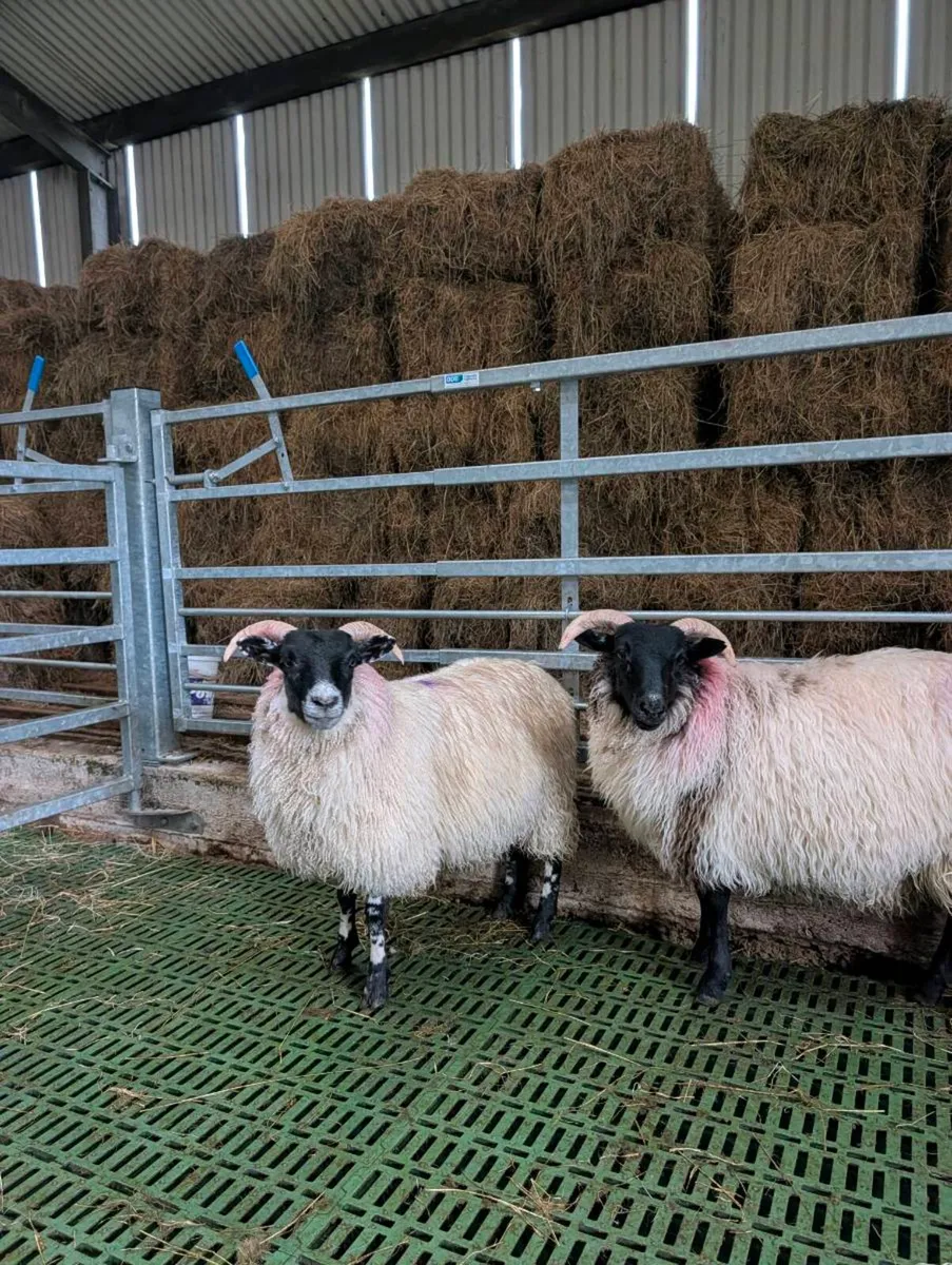 ** Organic Lanark X Mayo Mountain Ewe Lambs  ** - Image 3