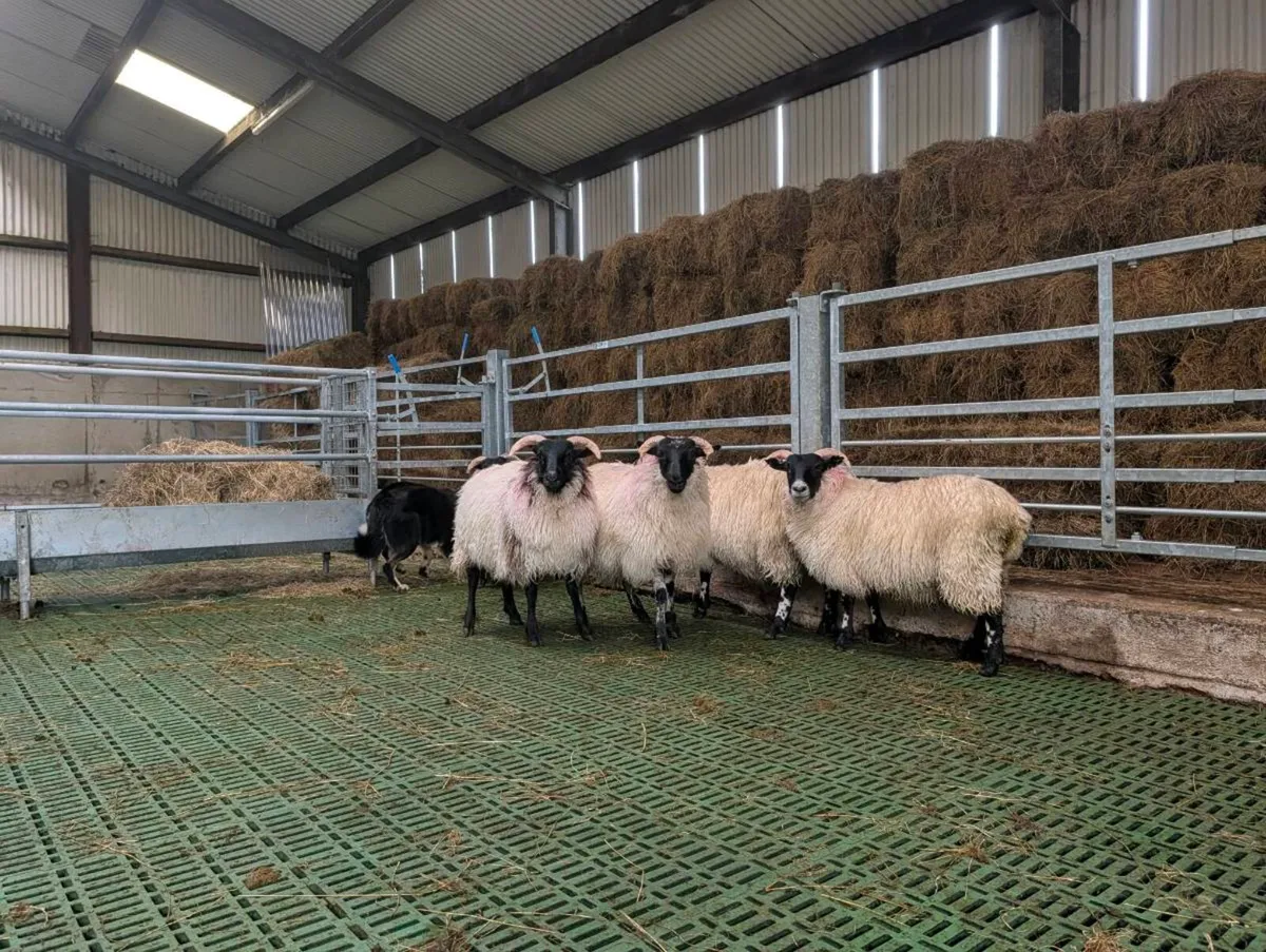 ** Organic Lanark X Mayo Mountain Ewe Lambs  ** - Image 4