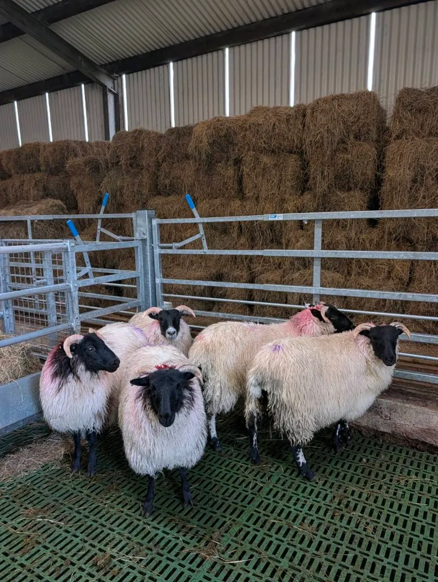 ** Organic Lanark X Mayo Mountain Ewe Lambs  ** - Image 2