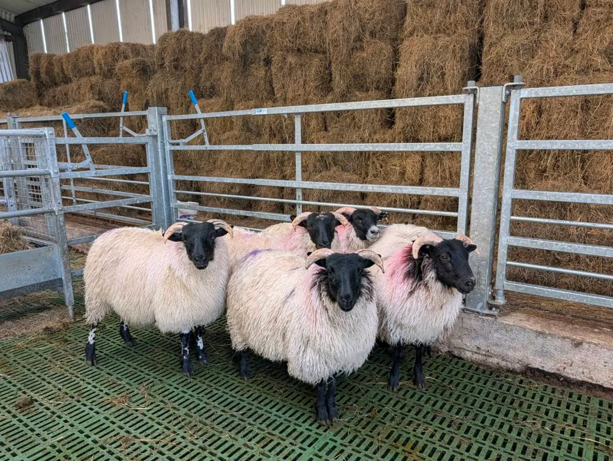 ** Organic Lanark X Mayo Mountain Ewe Lambs  ** - Image 1