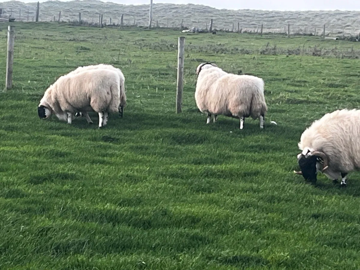 Shearling Perth rams - Image 2