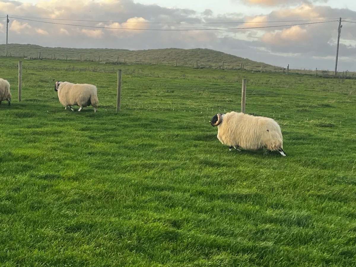 Shearling Perth rams - Image 3