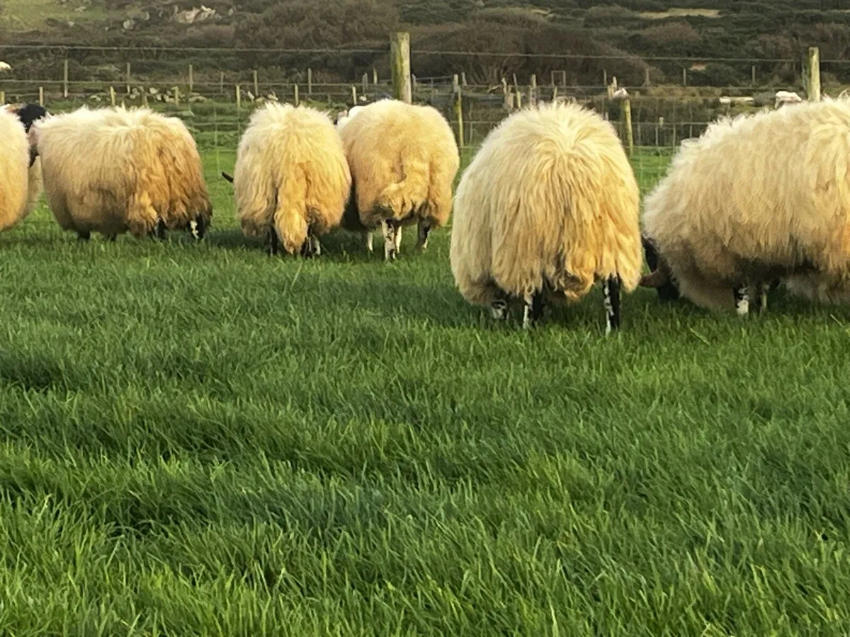 Shearling Perth rams - Image 4