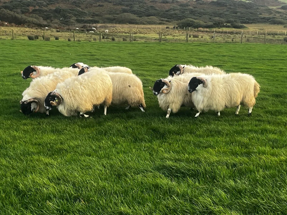 Shearling Perth rams - Image 1