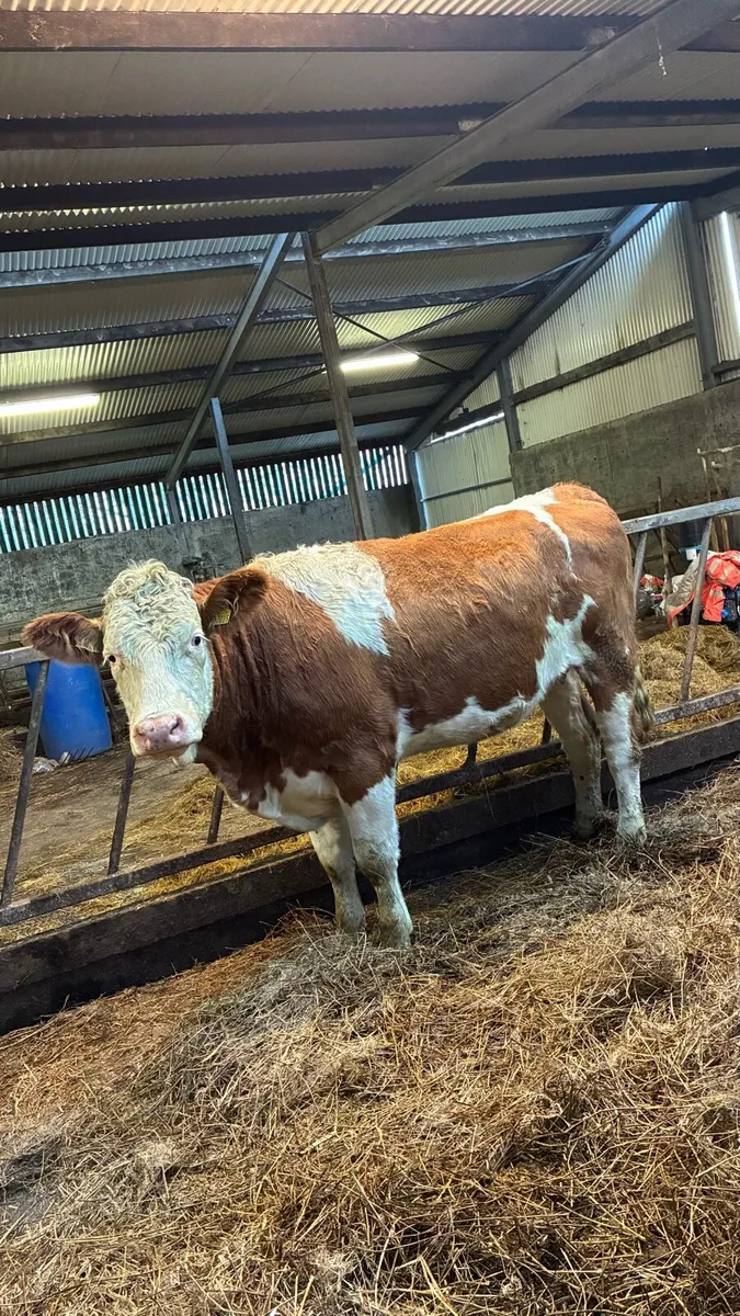 ⭐️4 & 5 Star Genotyped In-calf Heifers⭐️ - Image 4