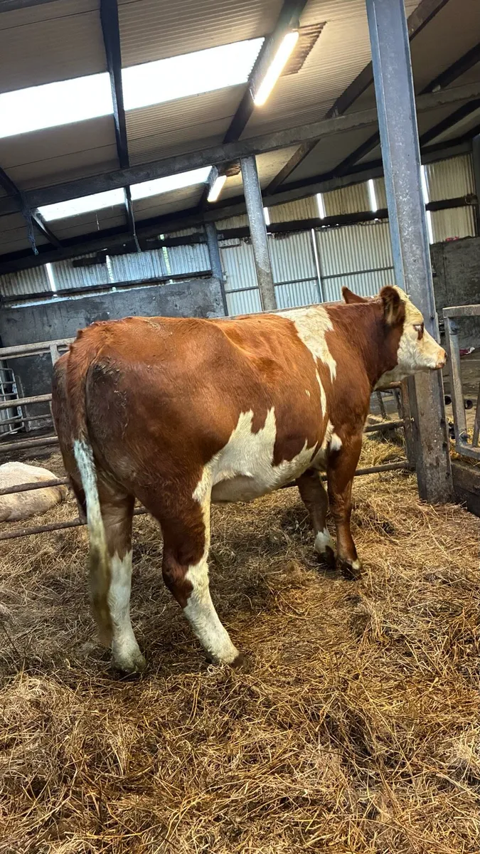 ⭐️4 & 5 Star Genotyped In-calf Heifers⭐️ - Image 1