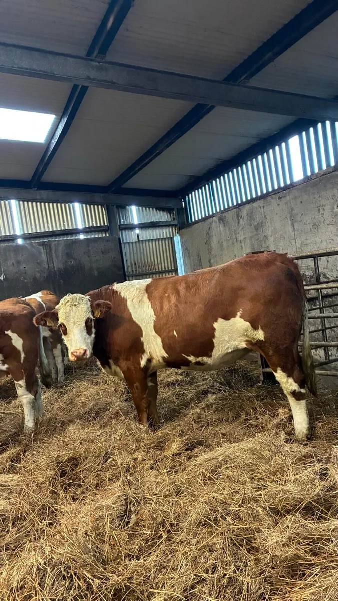 ⭐️4 & 5 Star Genotyped In-calf Heifers⭐️ - Image 2