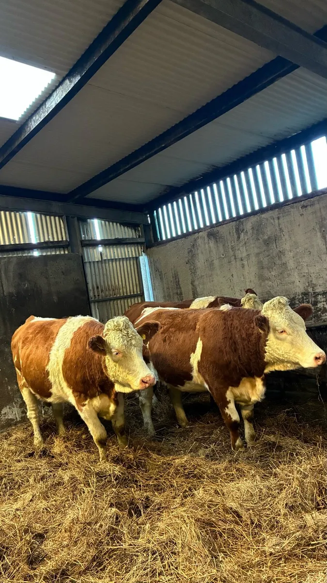 ⭐️4 & 5 Star Genotyped In-calf Heifers⭐️ - Image 3