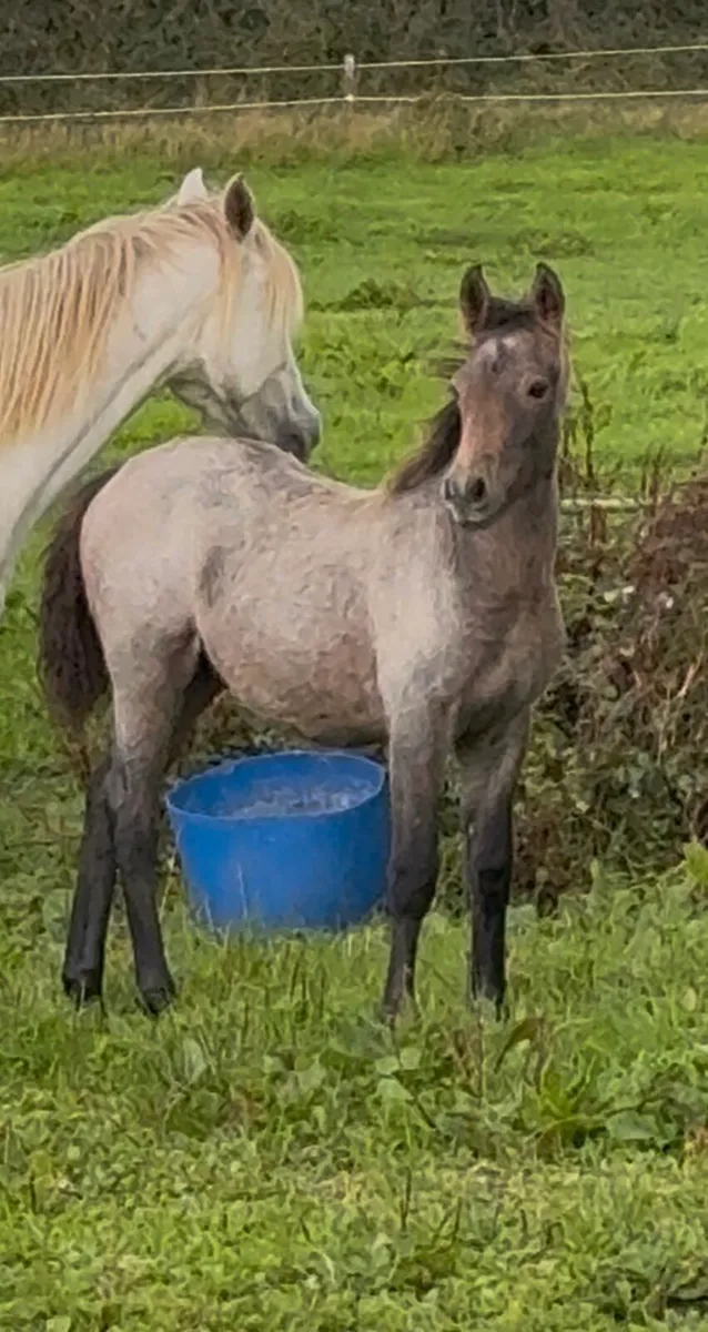 Colt foal - Image 1