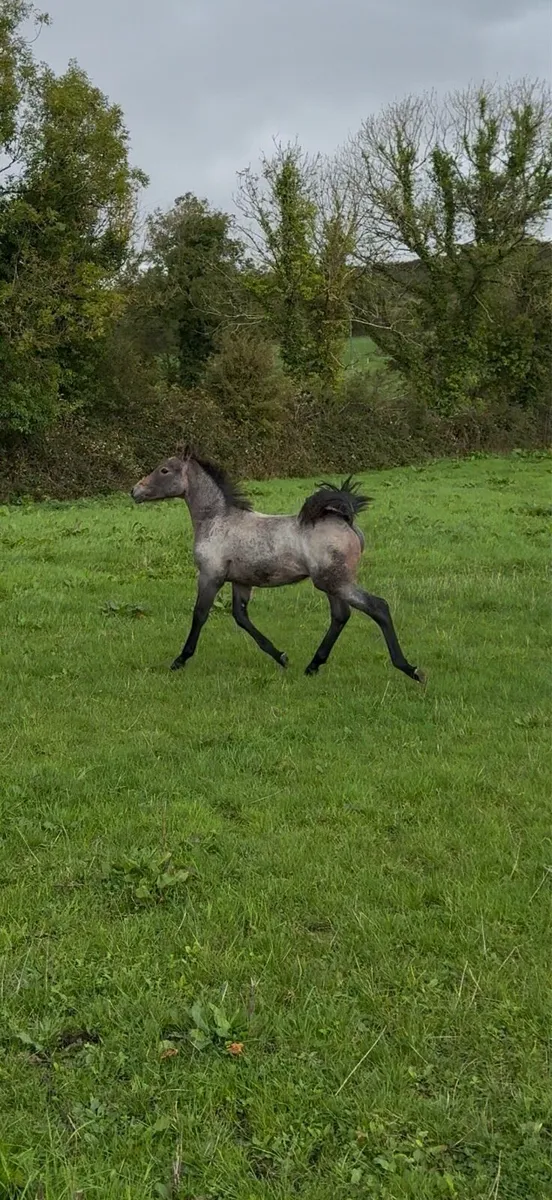 Colt foal - Image 2