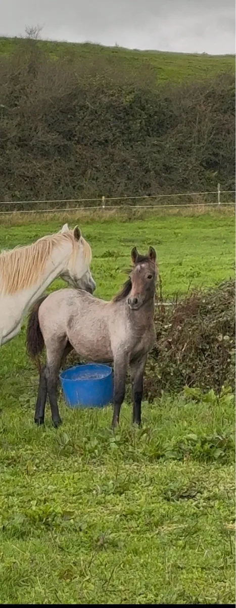 Colt foal - Image 3