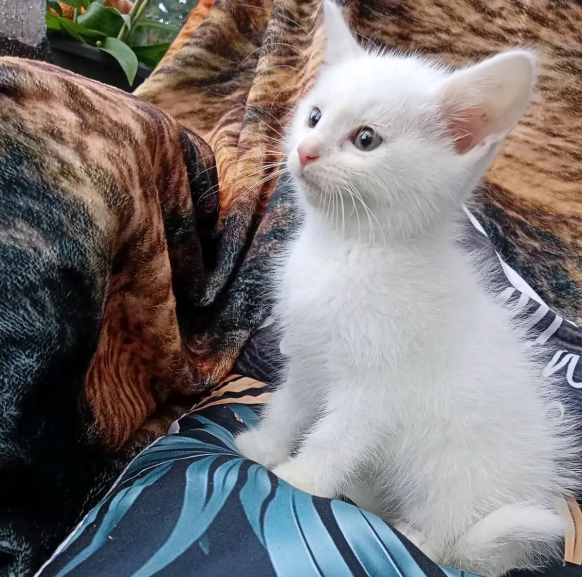 Kittens - Image 1