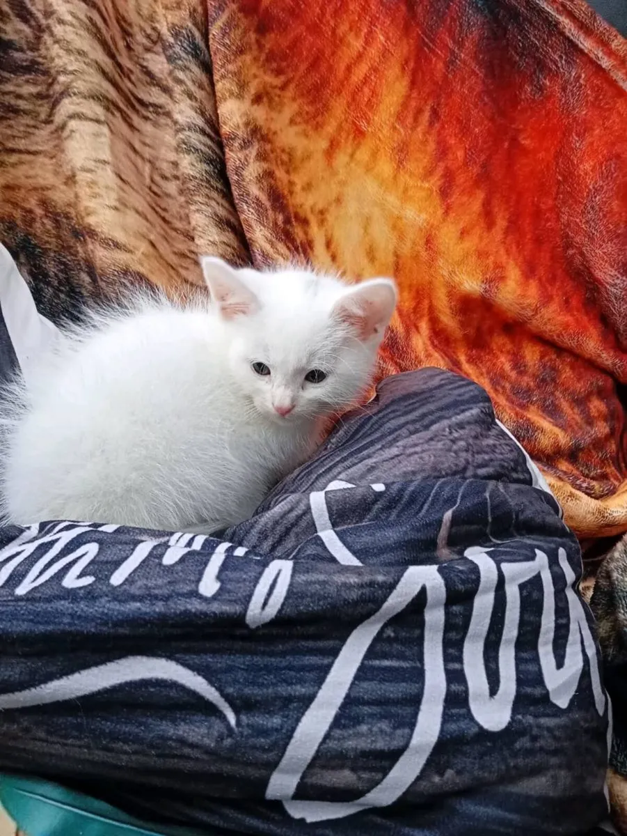 Kittens - Image 2