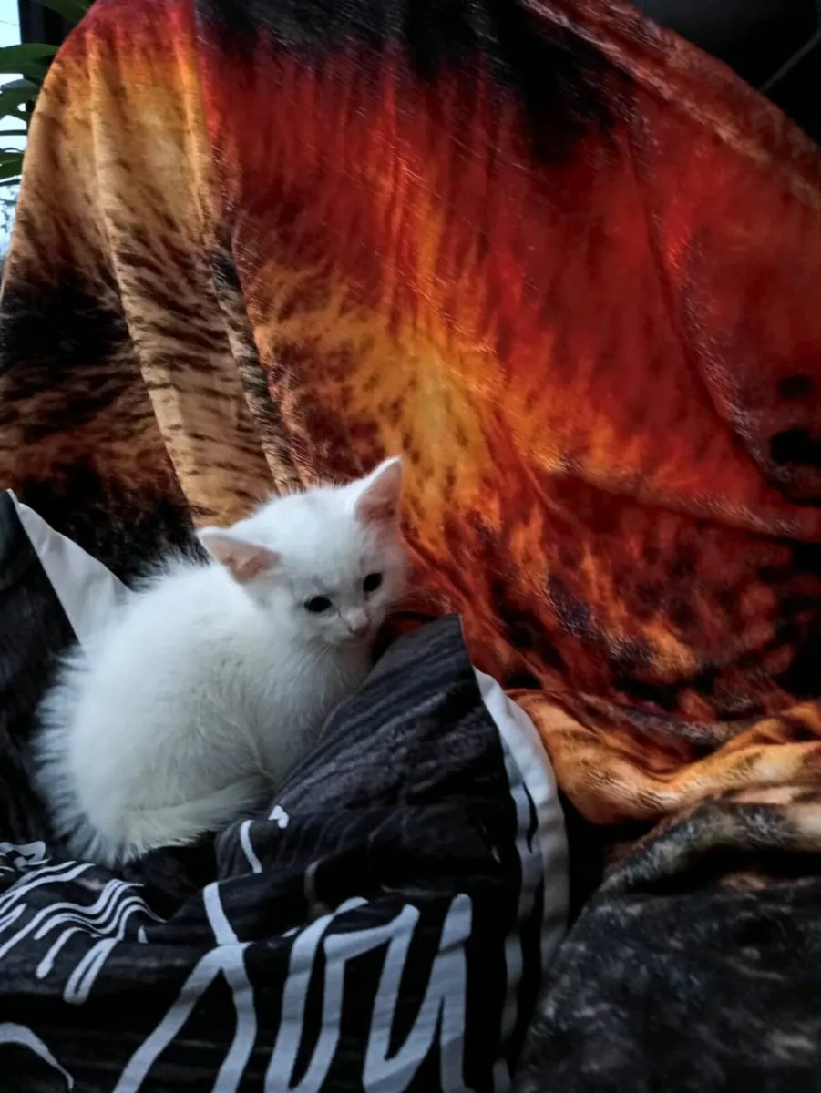Kittens - Image 3