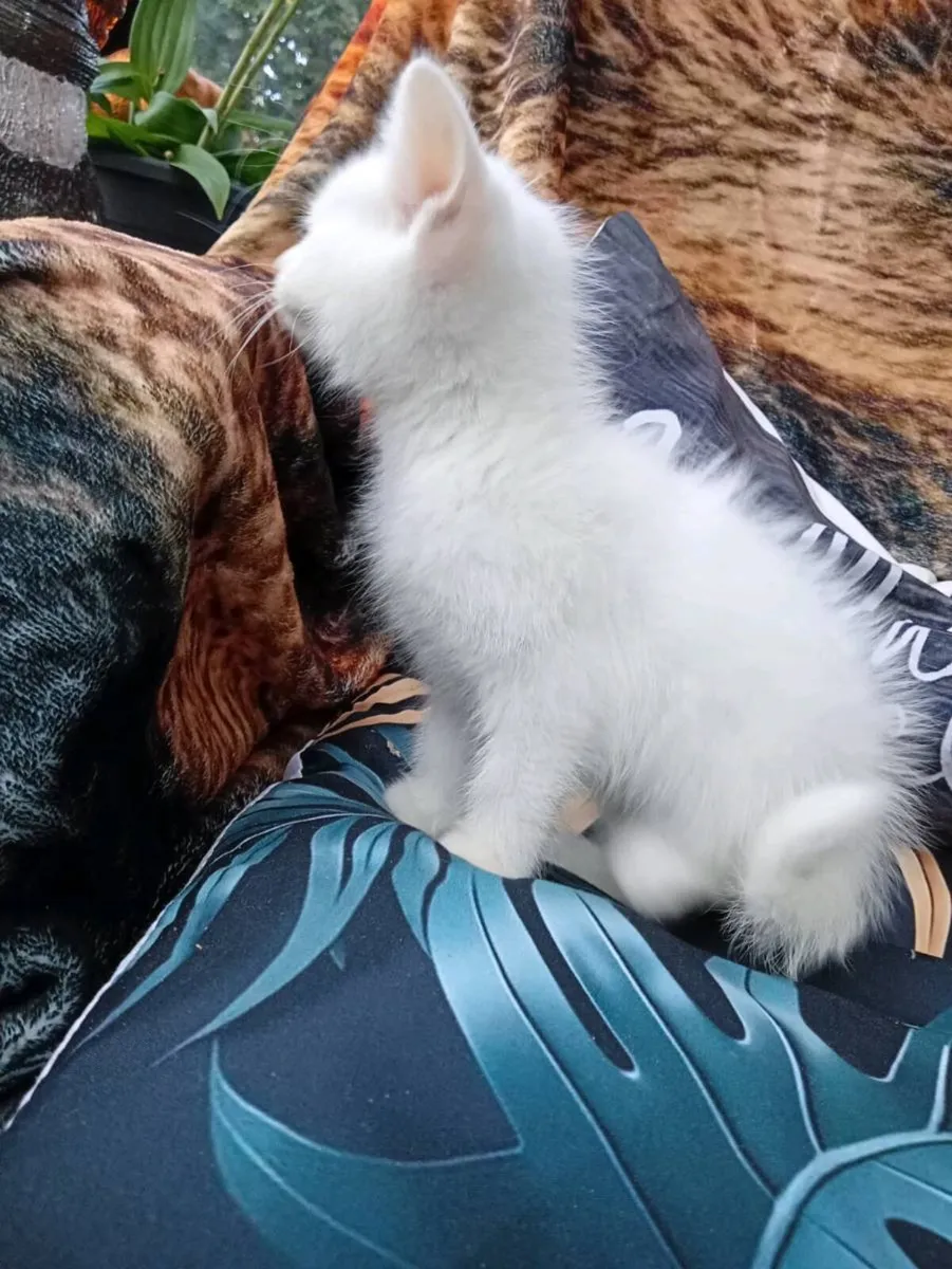 Kittens - Image 4