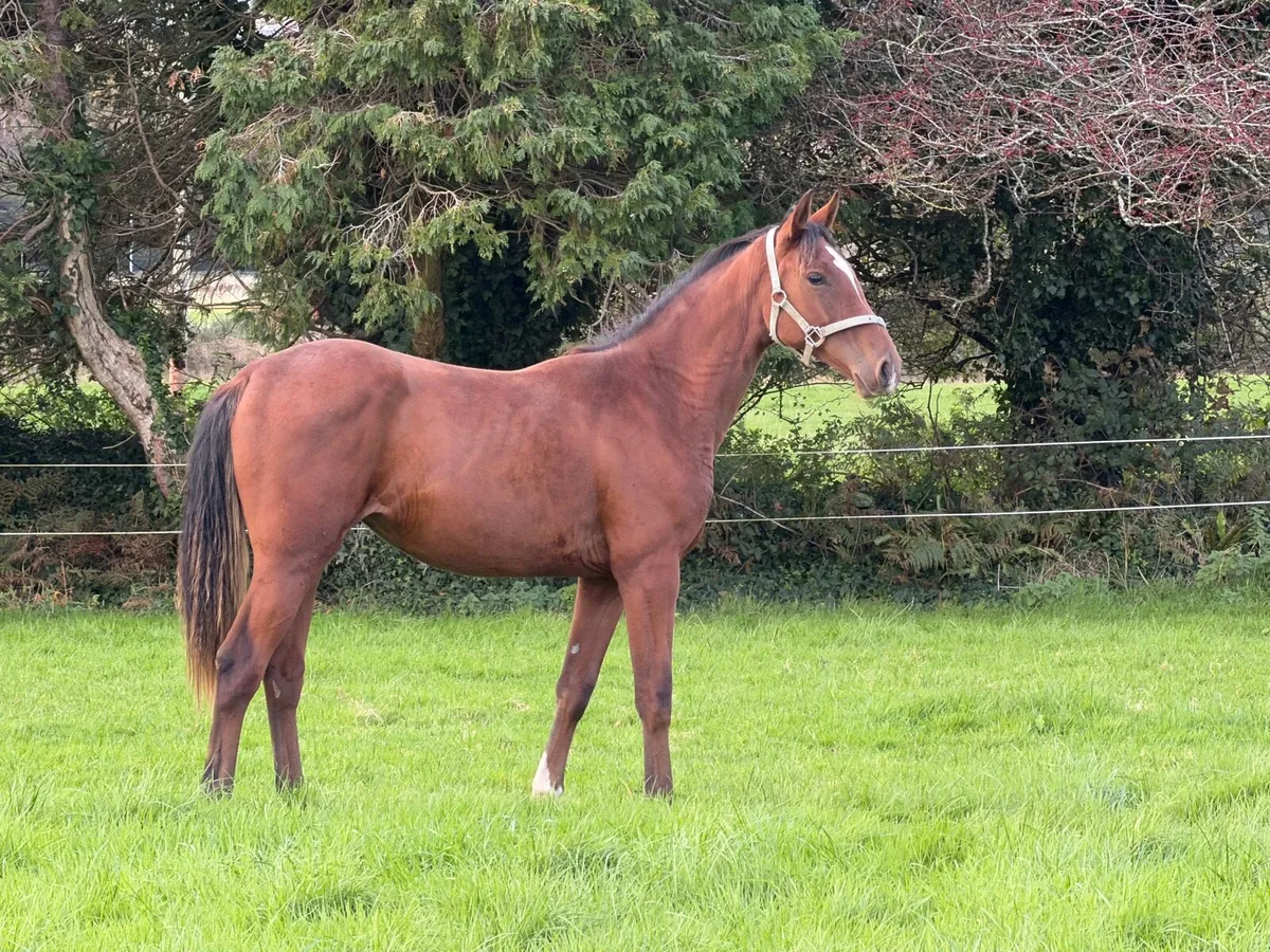 Verbier de Muze yearling - Image 2
