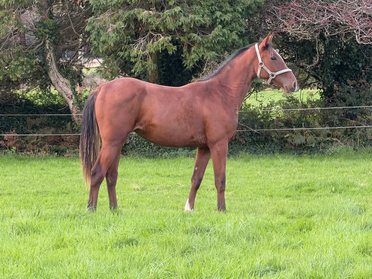 Verbier de Muze yearling - Image 3