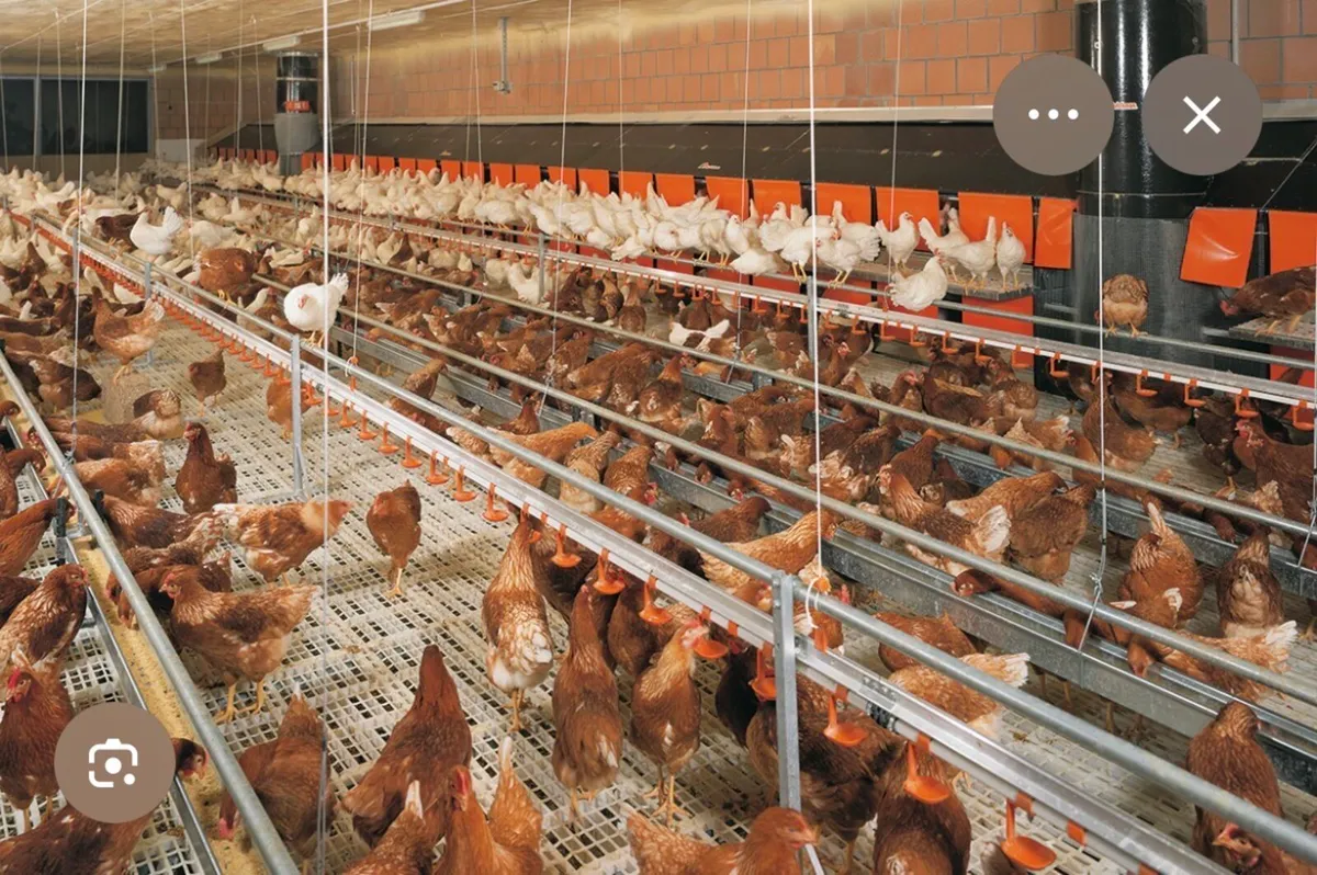 Hen equipment