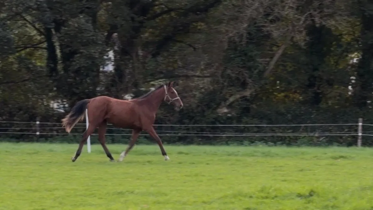 Verbier de Muze yearling - Image 4