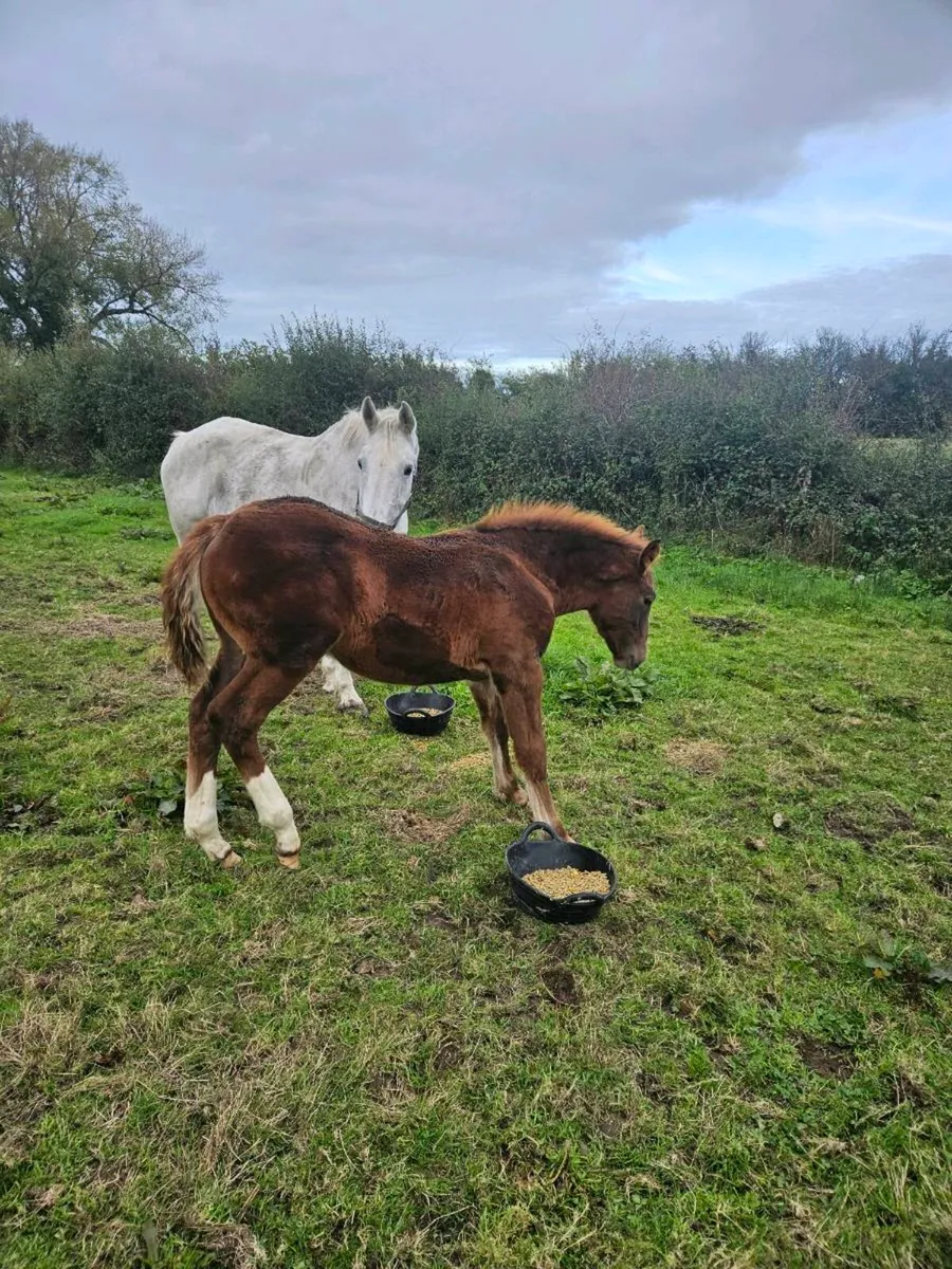 ISH Filly Foal - Image 2