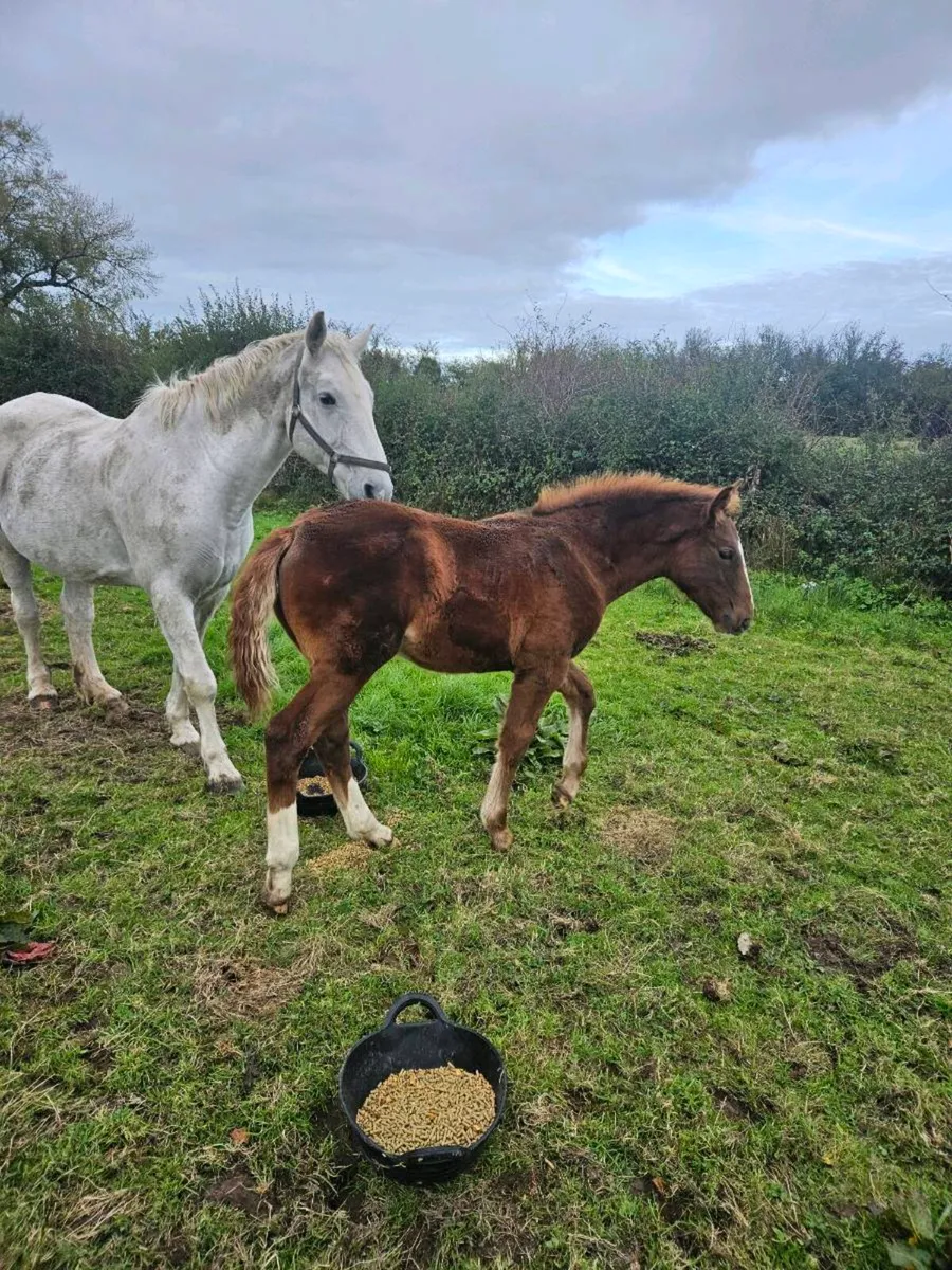 ISH Filly Foal - Image 3