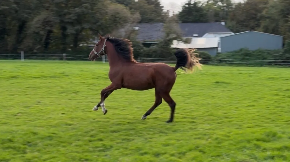 Verbier de Muze yearling - Image 1