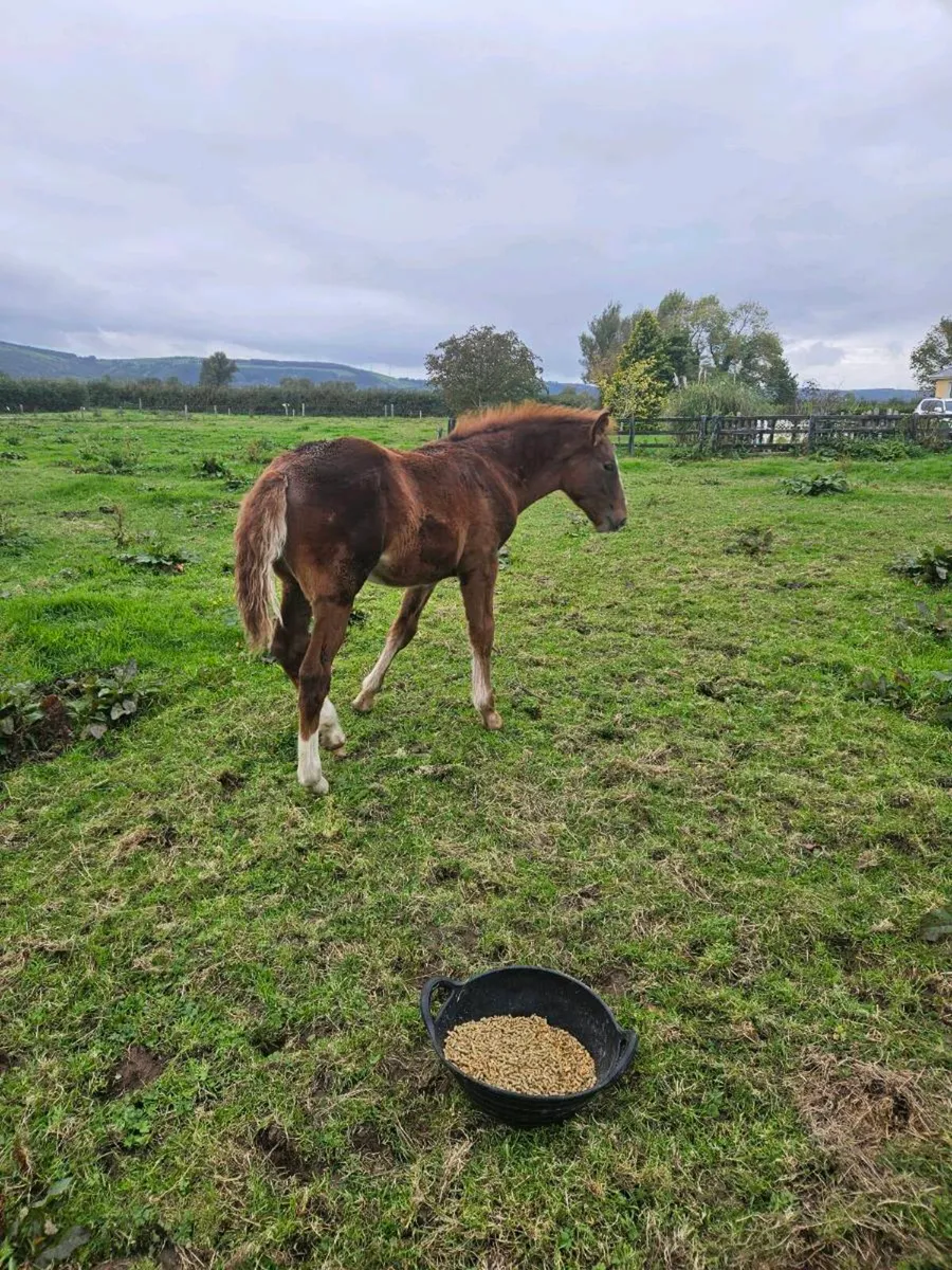 ISH Filly Foal - Image 1