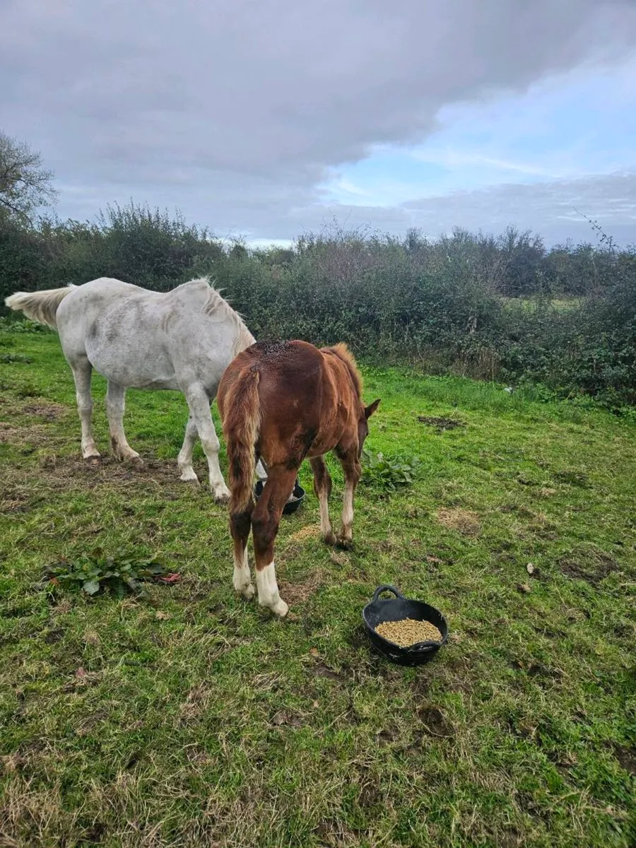 ISH Filly Foal - Image 4