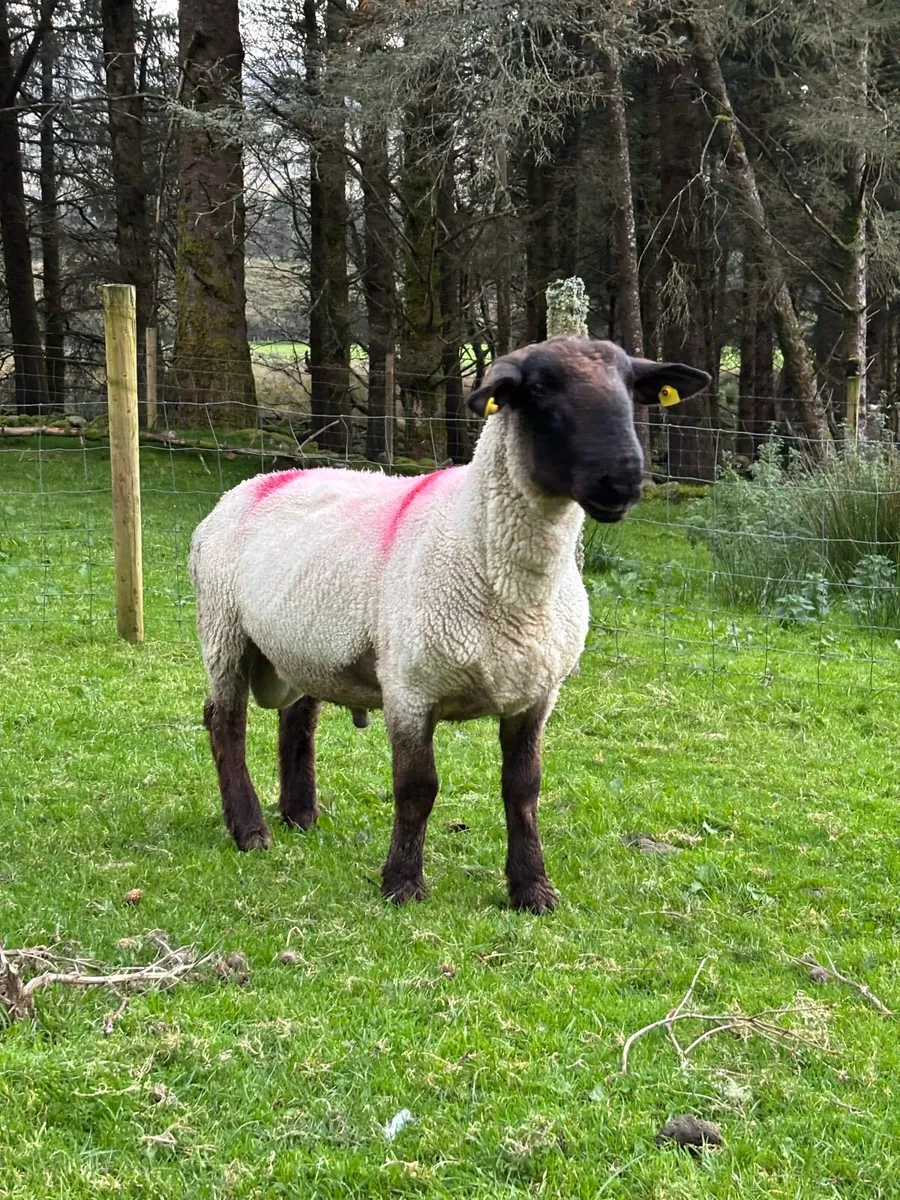 Cheviot and Suffolk ram - Image 3