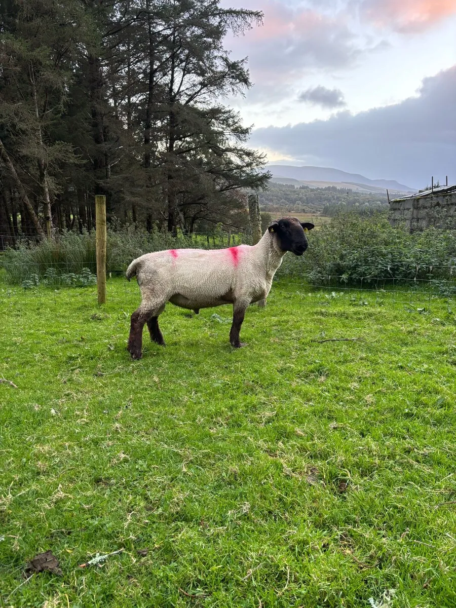 Cheviot and Suffolk ram - Image 4