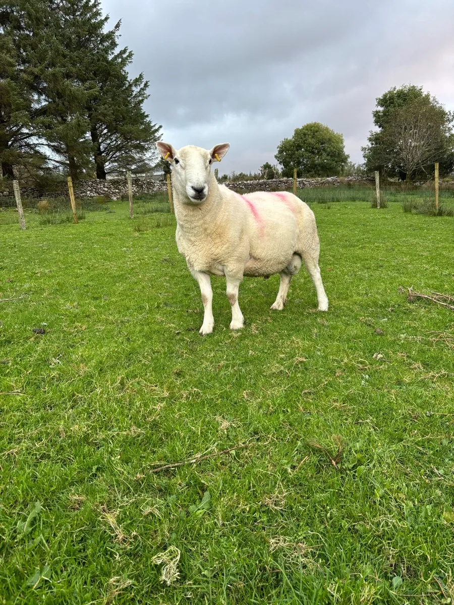 Cheviot and Suffolk ram - Image 1