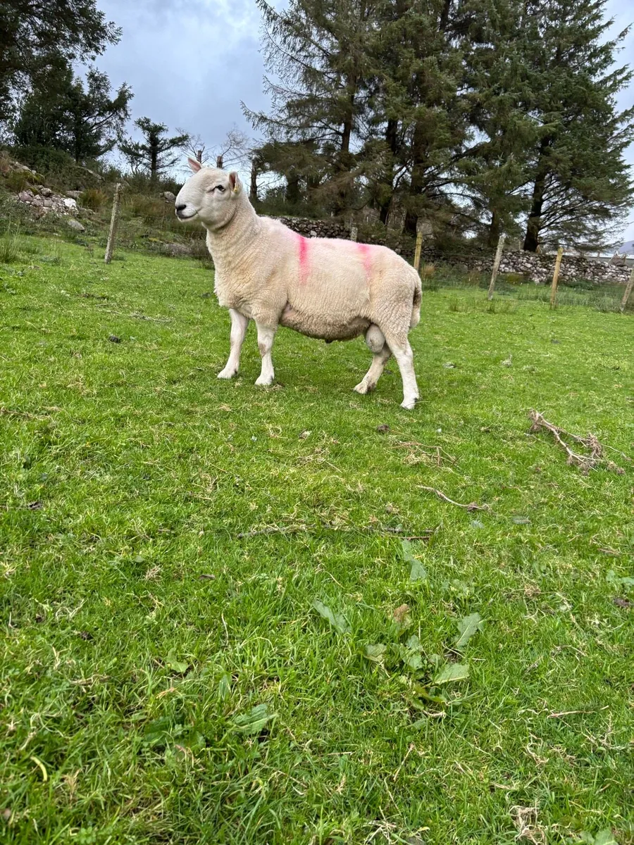 Cheviot and Suffolk ram - Image 2