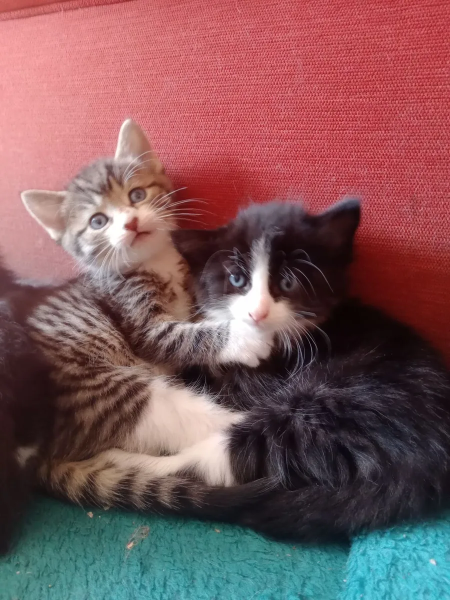 Kitten