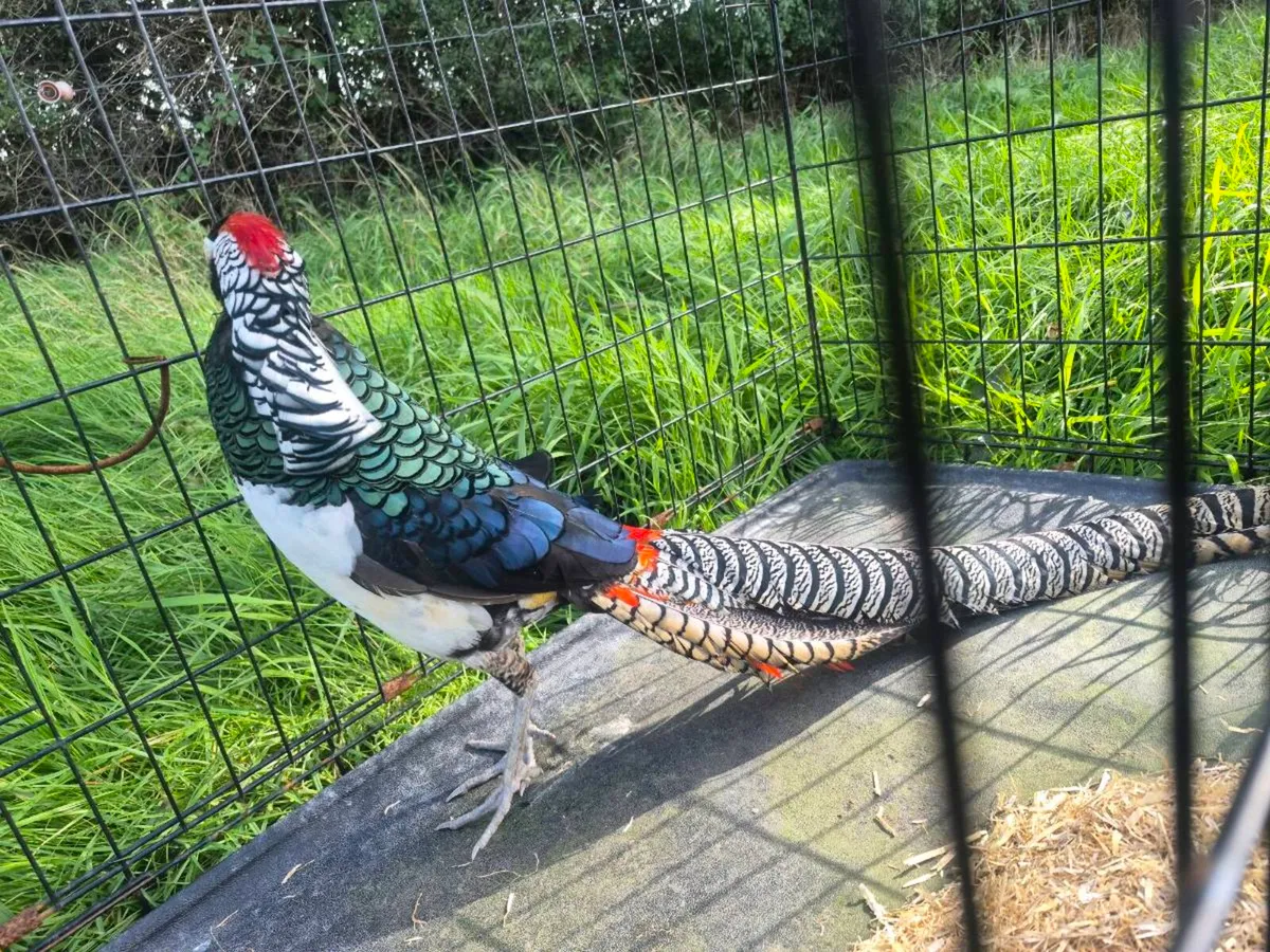 Lady Amherst pheasant gold tops - Image 1