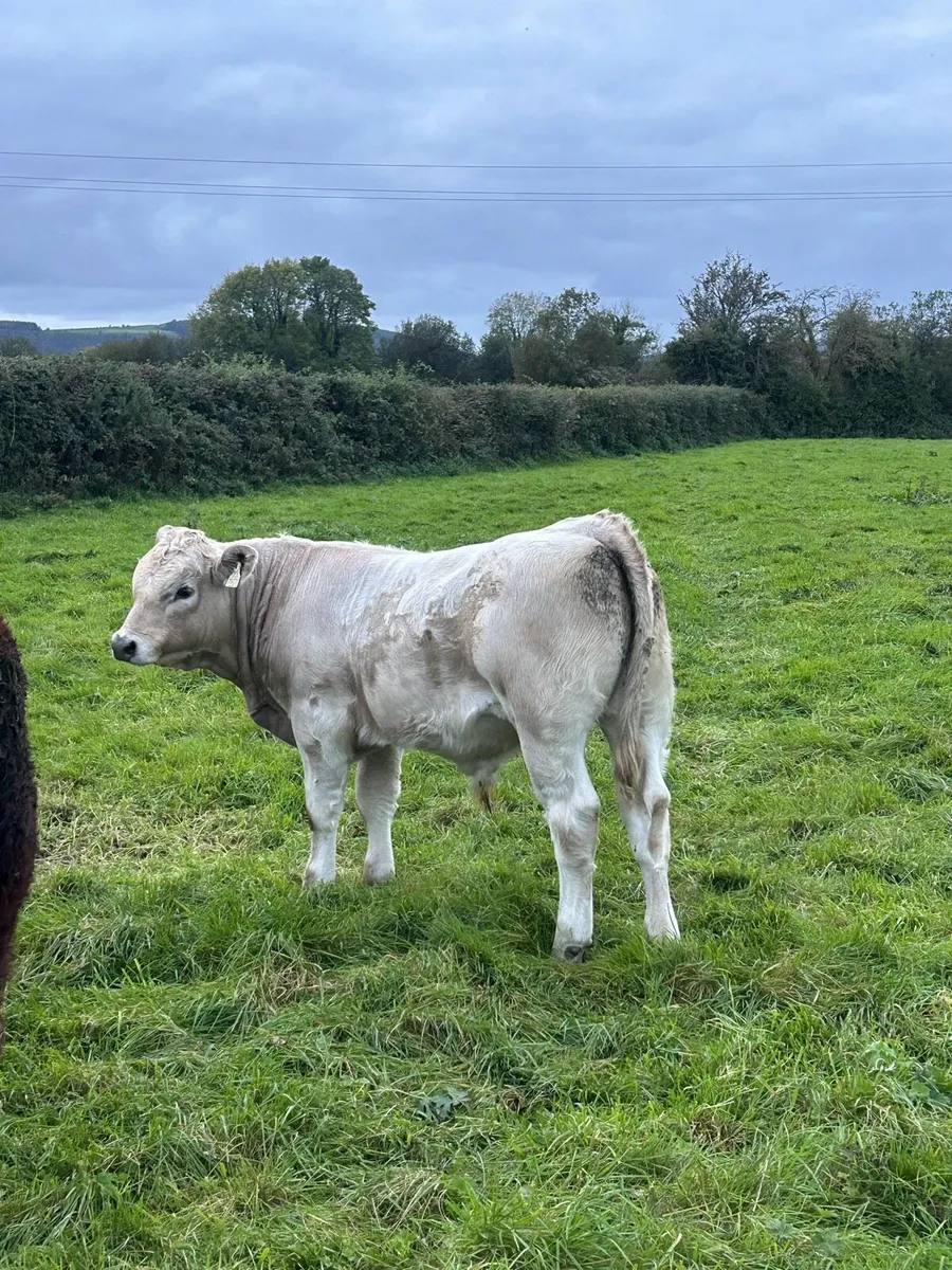 Suckler cow and bull calf - Image 3