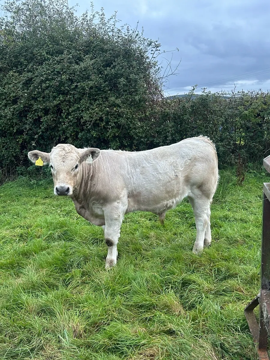 Suckler cow and bull calf - Image 4