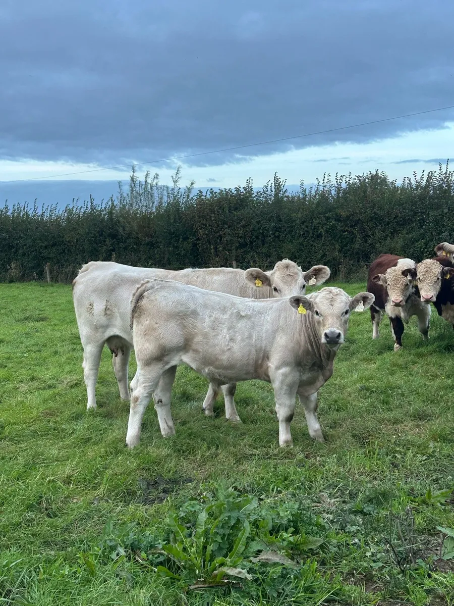 Suckler cow and bull calf - Image 1
