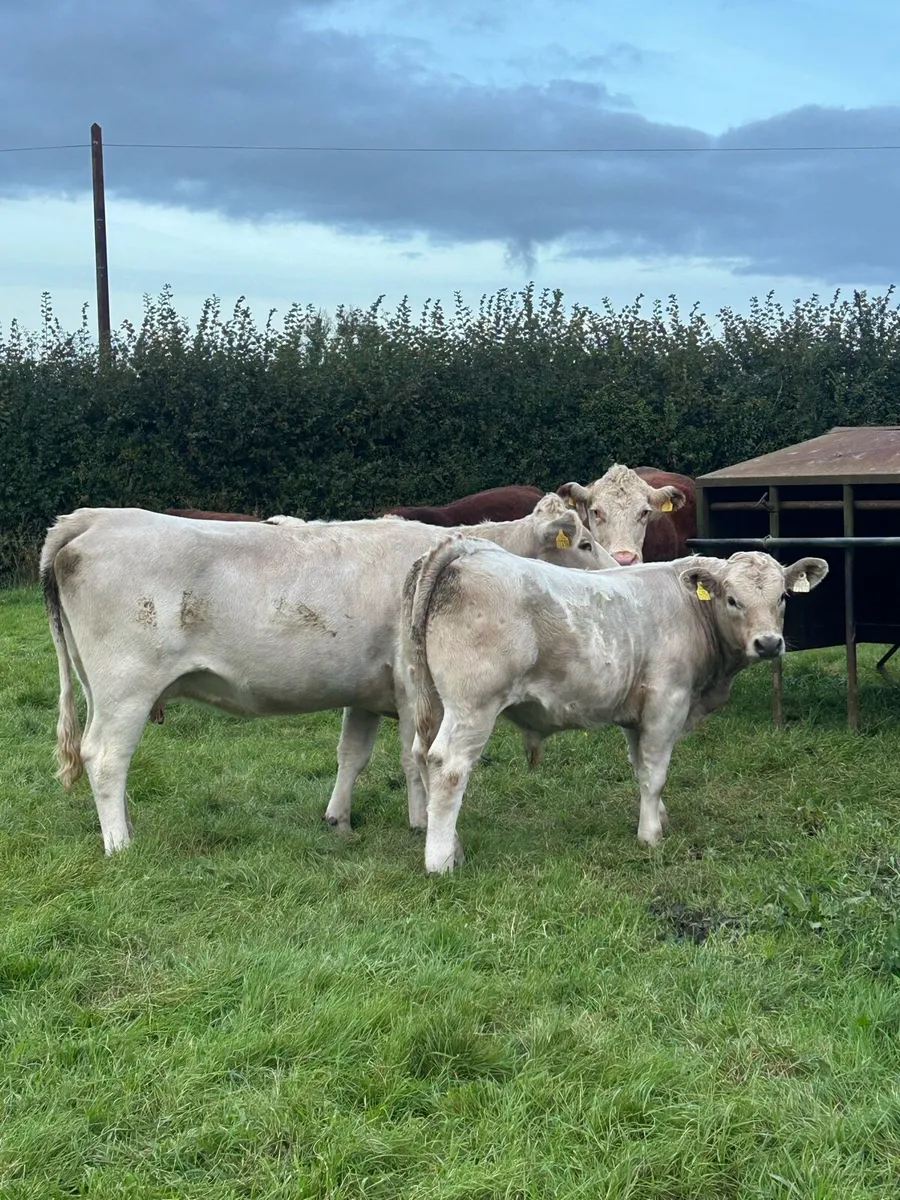 Suckler cow and bull calf - Image 2
