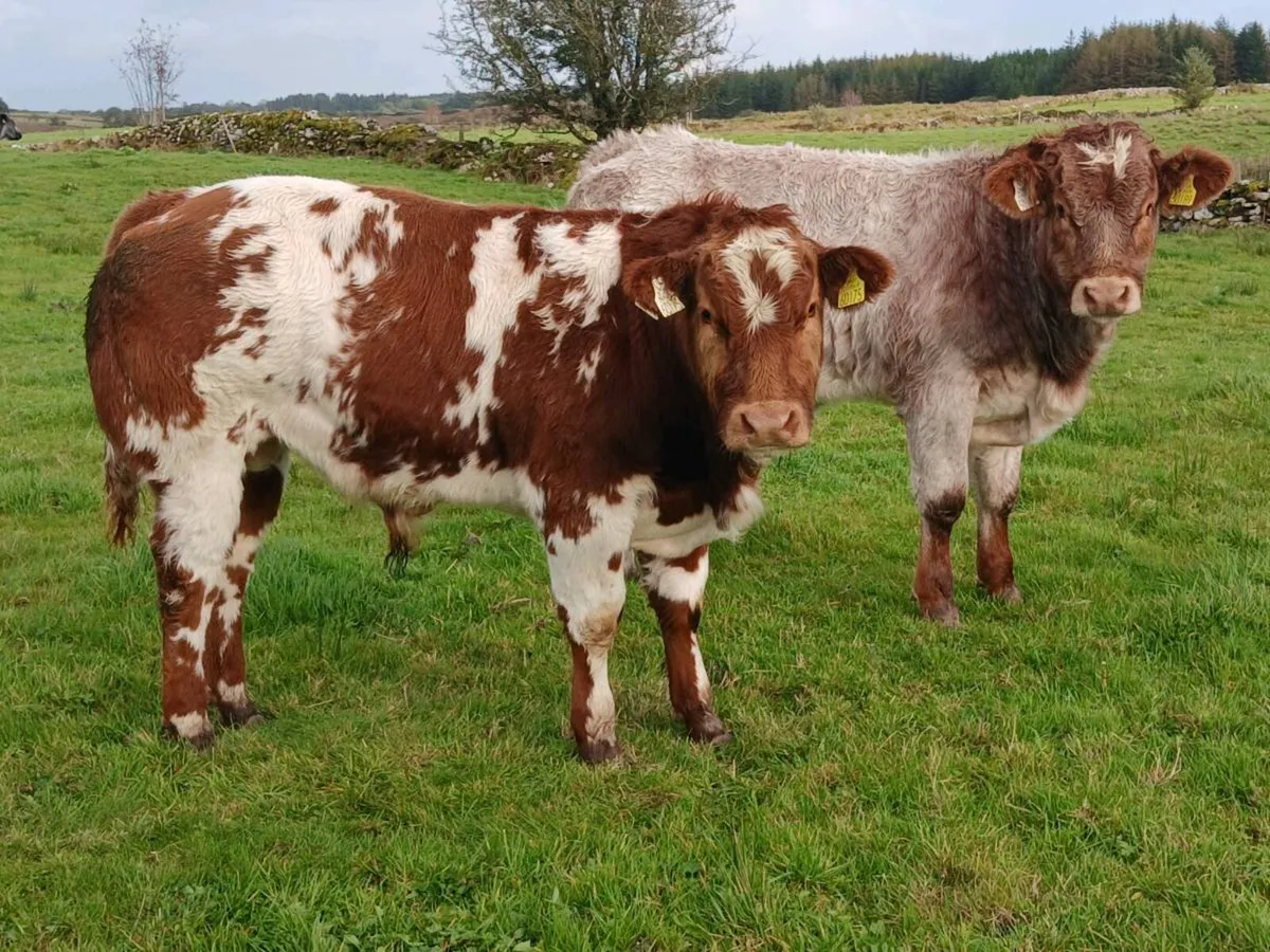 Weanlings Balla Mart Tues 13th Oct - Image 3