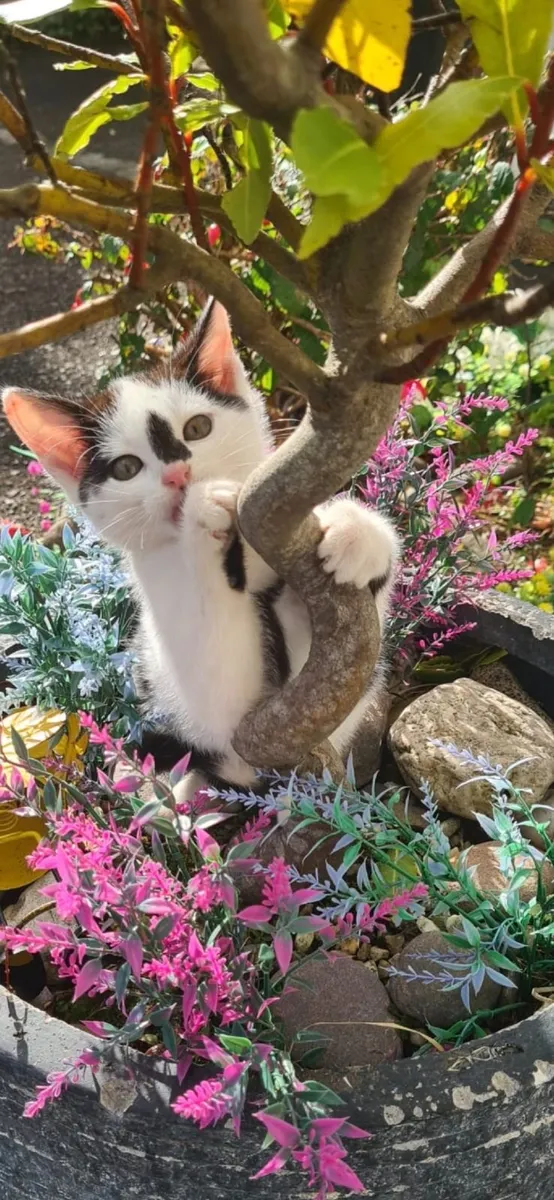 Kittens - Image 3